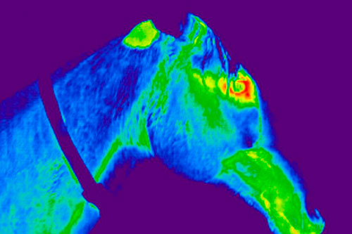 Blutegelbehandlung Pferd Wärmebild Thermografie