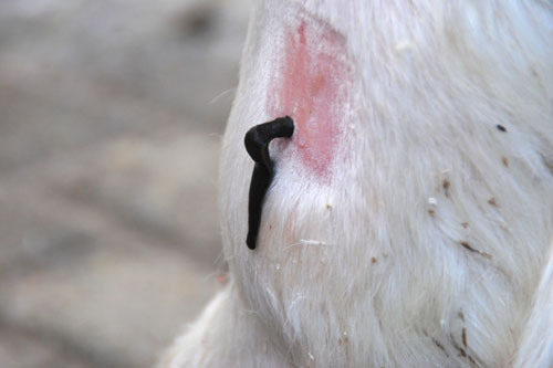 Blutegelbehandlung Pferd